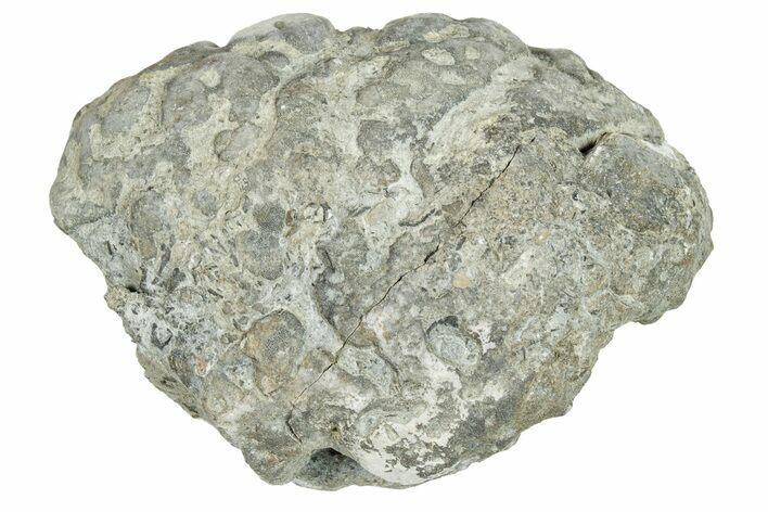 Ordovician Chaetetid Sponge (Solenopora) Fossil - Kentucky #270377